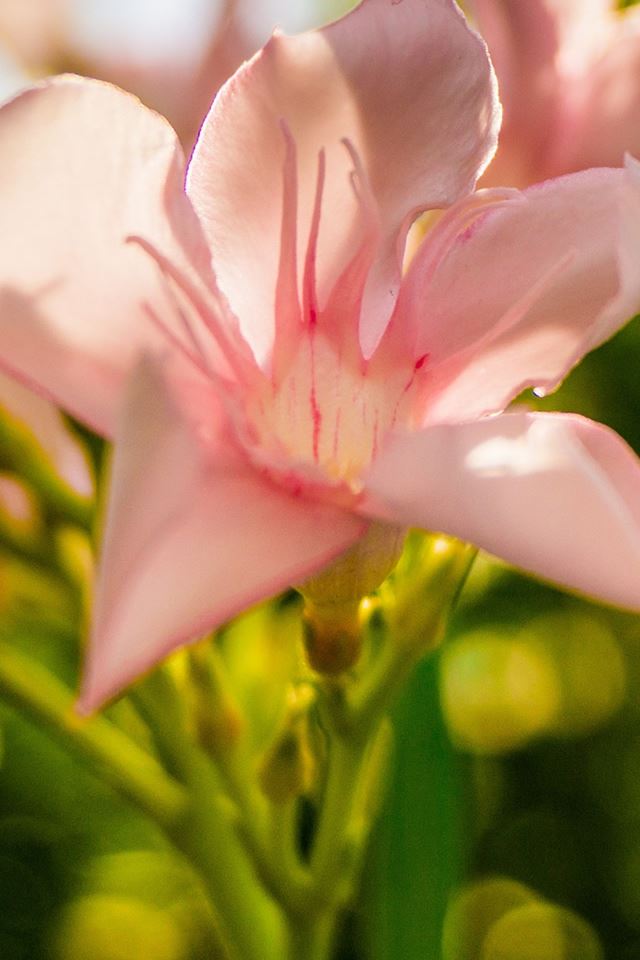640x960 Pink Flower Bloom Macro - flower iPhone 4s Wallpaper