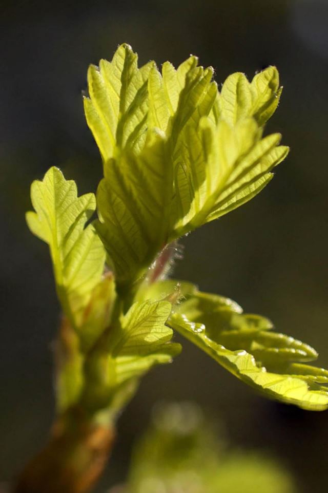640x960 Leaf Bud Macro - branch iPhone 4s Wallpaper