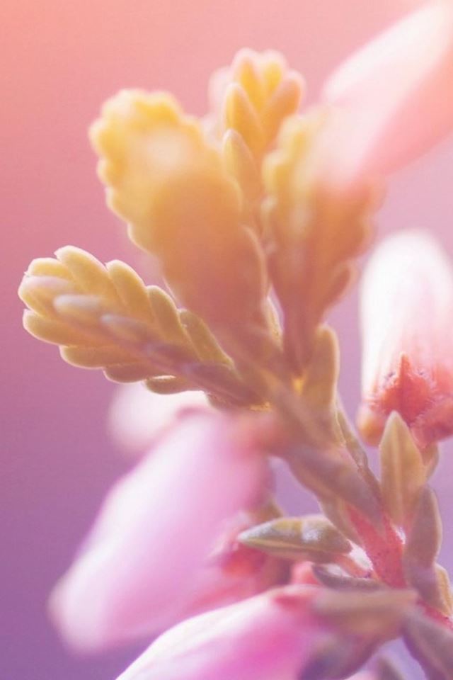 640x960 Bokeh Flower Branch Macro - closeup iPhone 4s Wallpaper