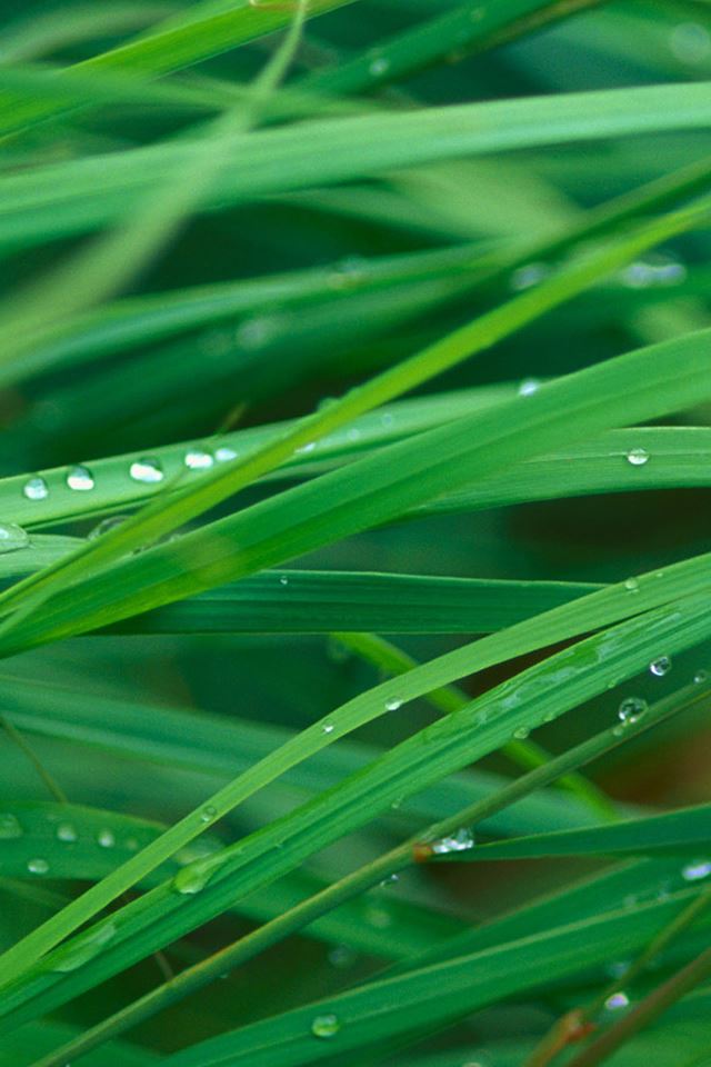 640x960 Grass Leaf Macro - macro iPhone 4s Wallpaper