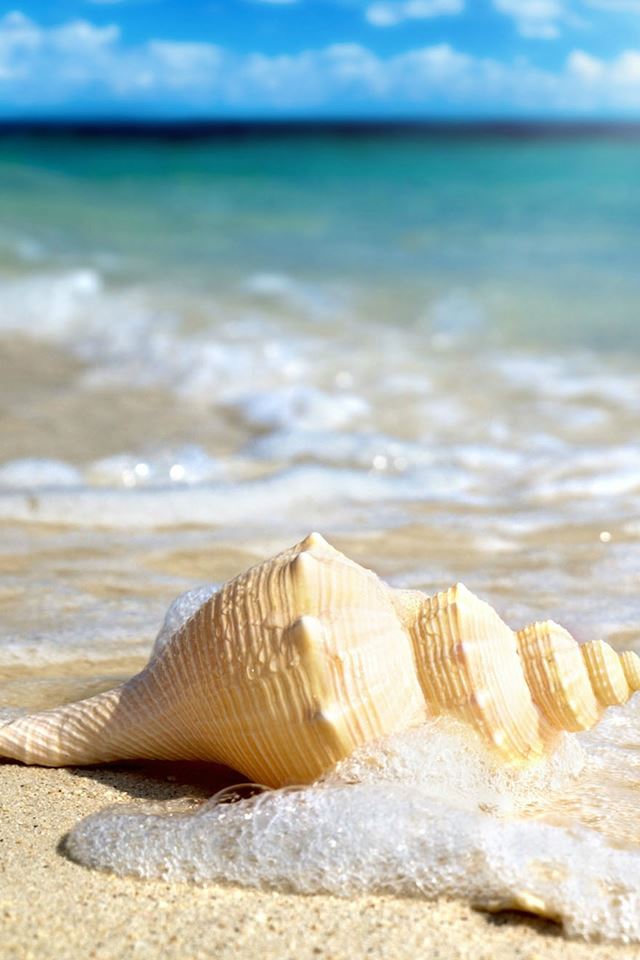 White Seashells In Waves iPhone 4s Wallpapers Free Download