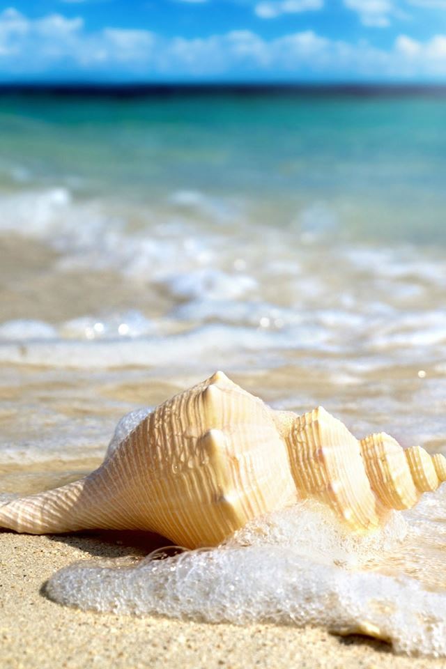 640x960 White Seashells In Waves - brown iPhone 4s Wallpaper