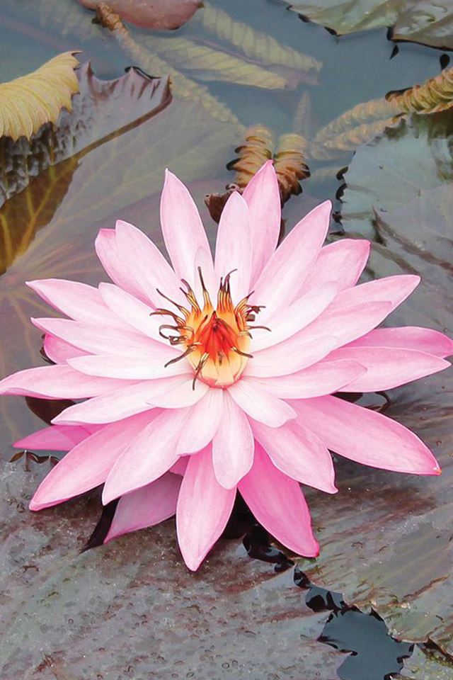 640x960 Beautiful Lotus Closeup - lotus iPhone 4s Wallpaper