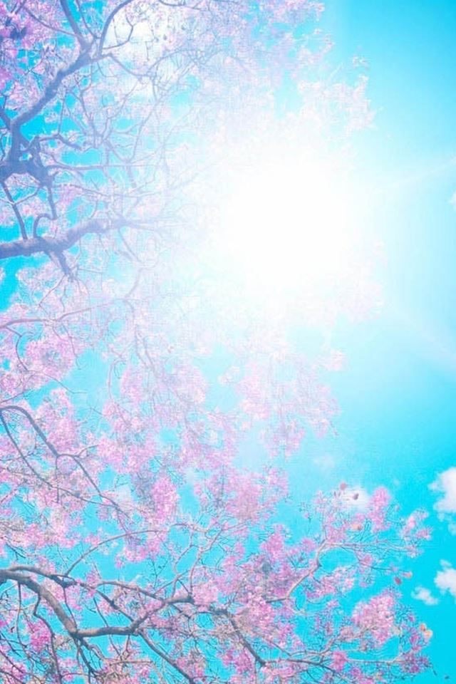 640x960 Sunshine Blossom - branch iPhone 4s Wallpaper