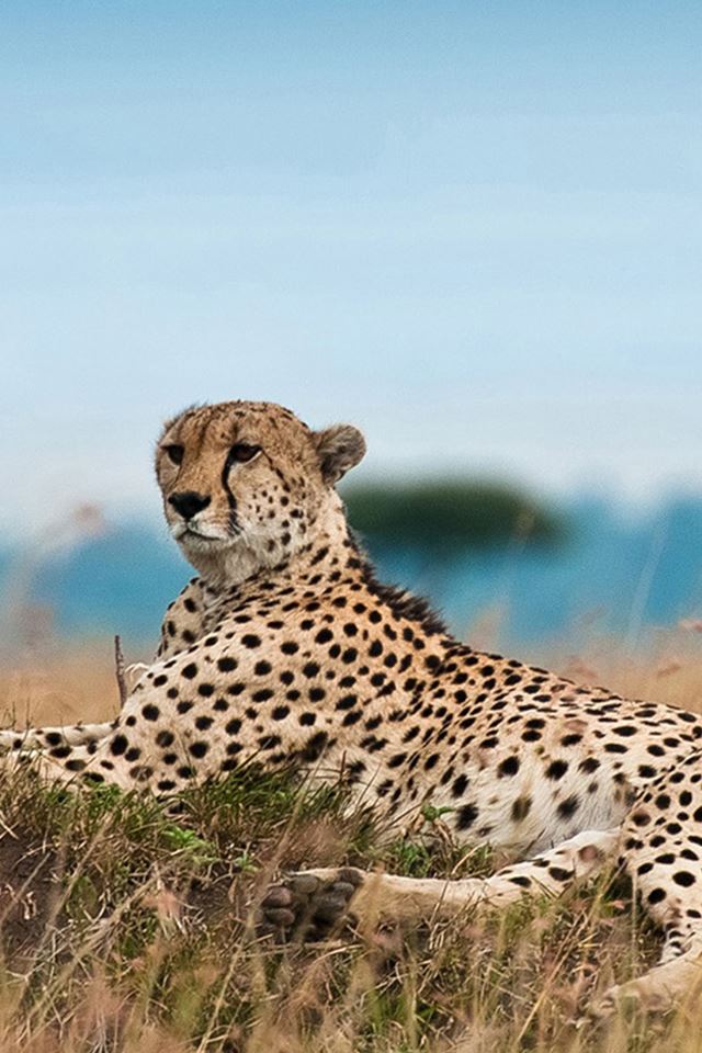 640x960 South Africa Leopard - leopard iPhone 4s Wallpaper
