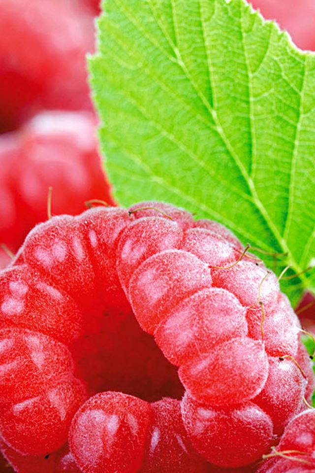 640x960 Fresh Red Raspberry Green Leaf - leaf iPhone 4s Wallpaper