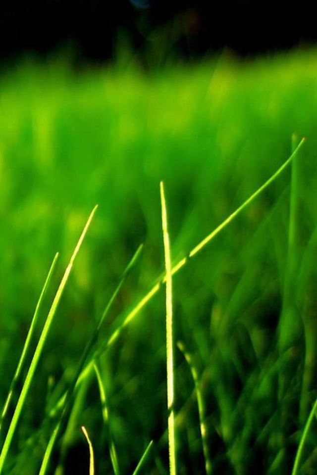 640x960 Nature Grassland Macro - leaf iPhone 4s Wallpaper