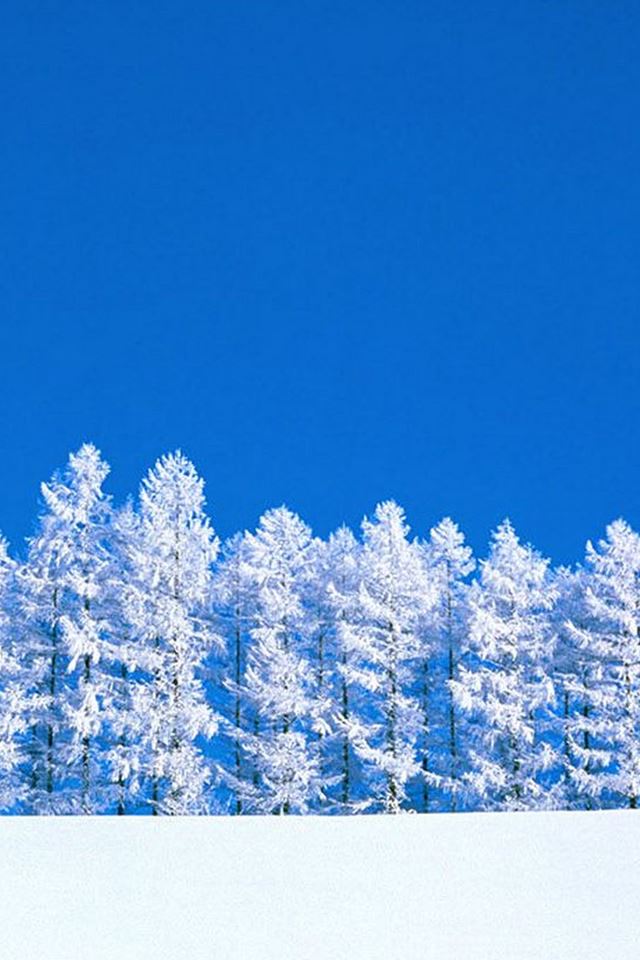 640x960 Pure Winter Forest Snow Field - landscape iPhone 4s Wallpaper