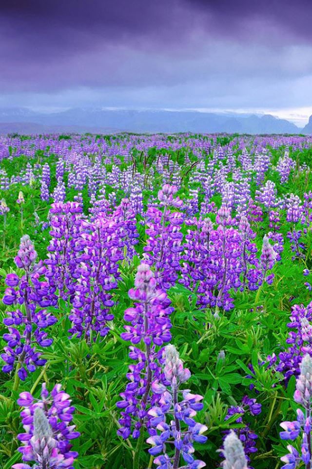 640x960 Lupine Bean Curd Sea  - clouds iPhone 4s Wallpaper