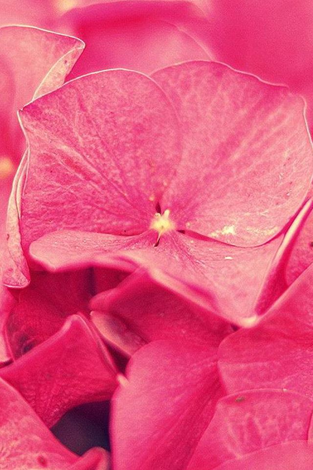 640x960 Abstract Overlap Petal Background - background iPhone 4s Wallpaper