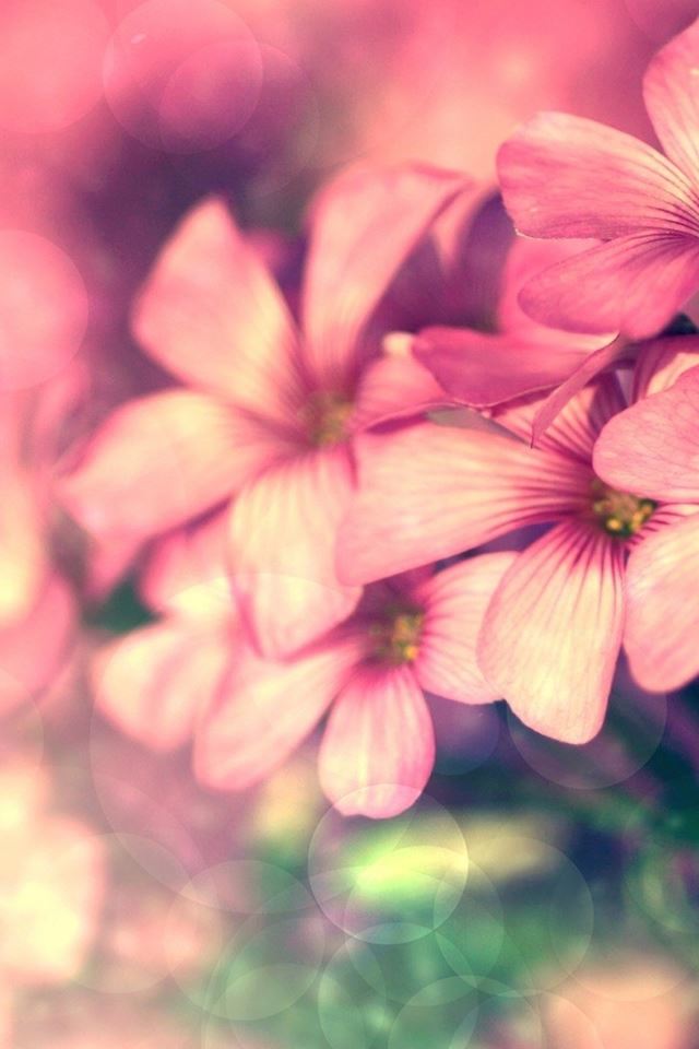 640x960 Pink Bokeh Overlap Flower Branch - branch iPhone 4s Wallpaper