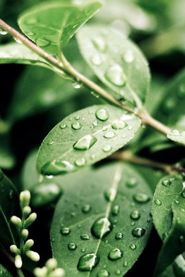 640x960 Macro Water On Green Leaves - water iPhone 4s Wallpaper