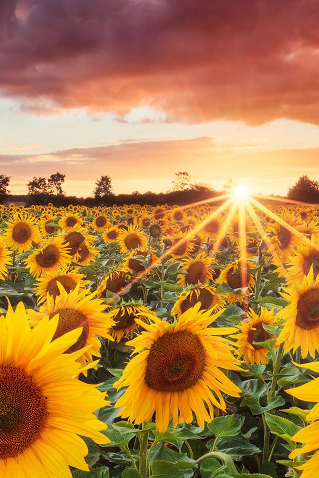 640x960 Splendid Sunflower Field Under Sunset - sunset iPhone 4s Wallpaper