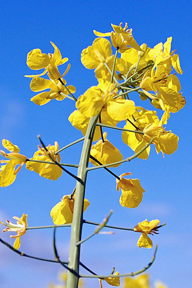 640x960 Canola Flower Macro - clear iPhone 4s Wallpaper