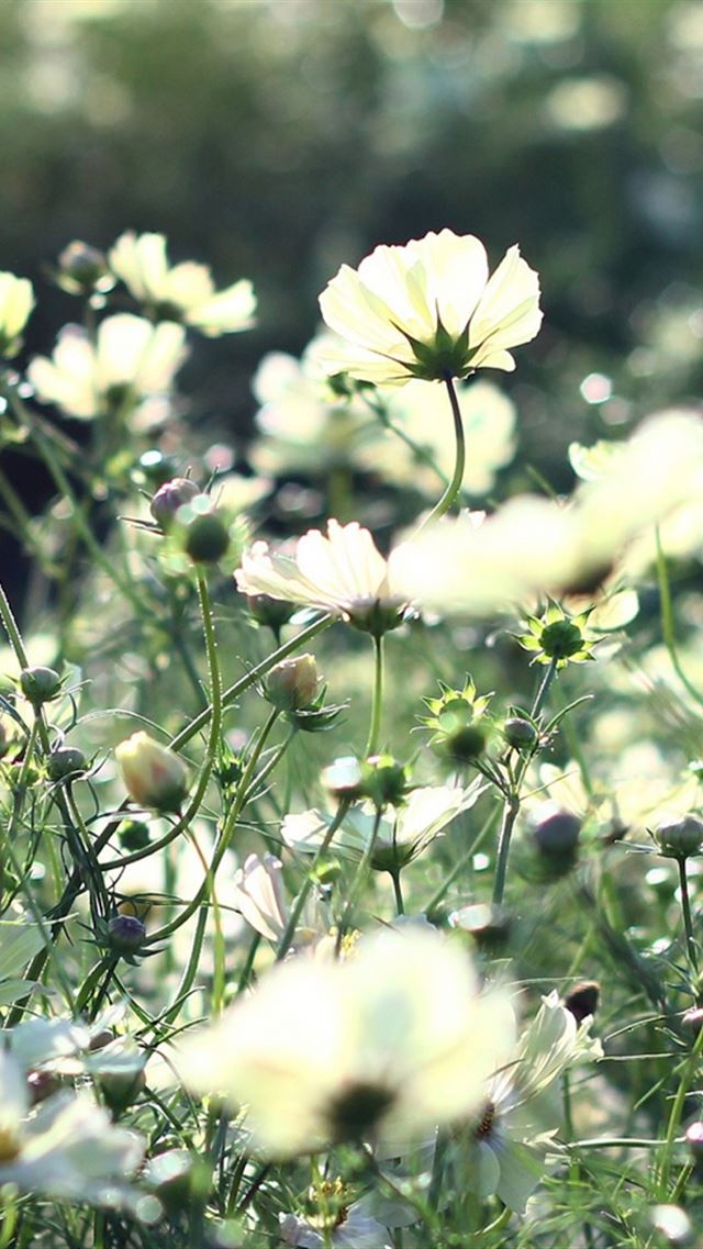 640x960 Cosmos Flowers Field Grass - plant iPhone 4s Wallpaper