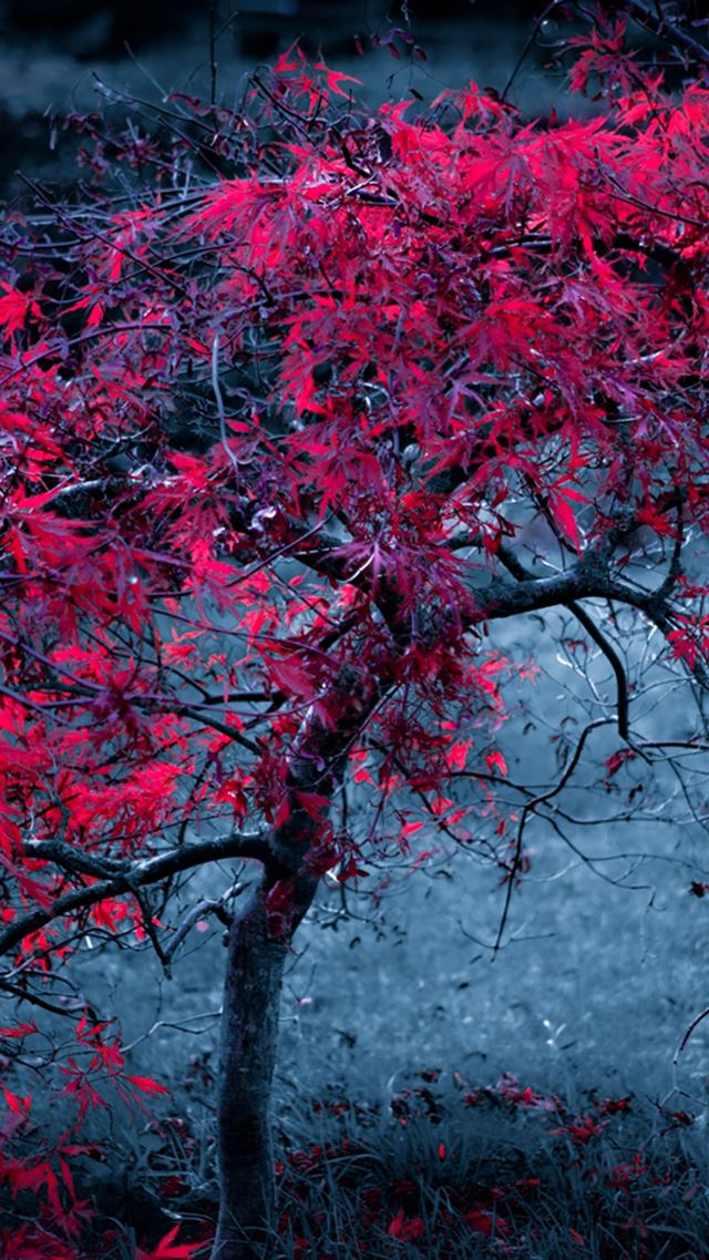 640x960 Tree Leaves Fog Light Purple Autumn - nature iPhone 4s Wallpaper