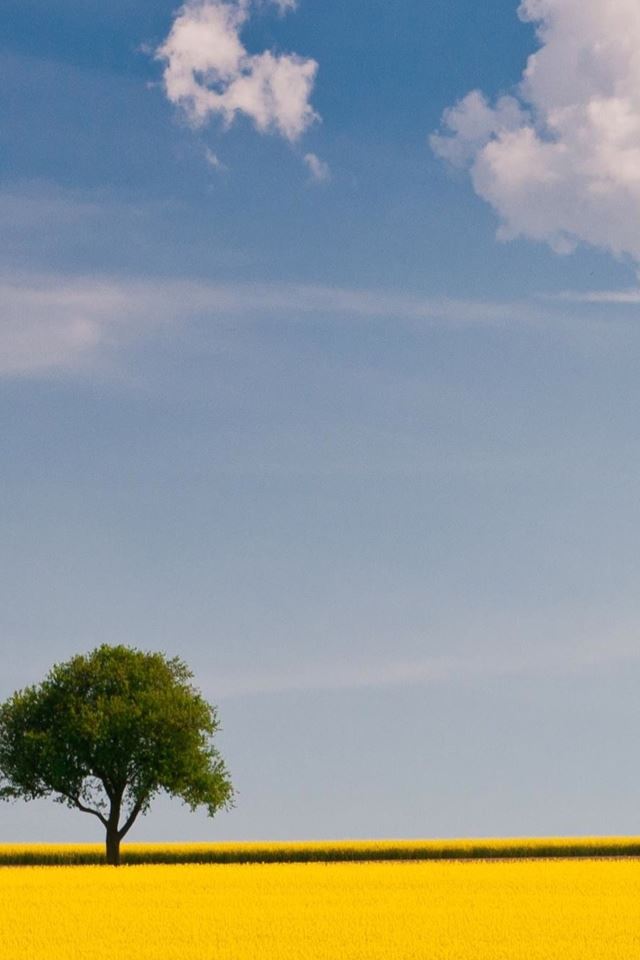 640x960 Nature Lonely Tree In Golden Field - cyan iPhone 4s Wallpaper
