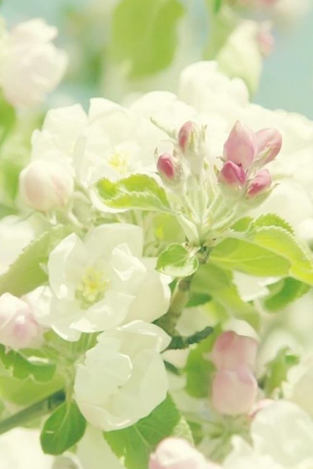 640x960 Bright Flower Bunch - bright iPhone 4s Wallpaper