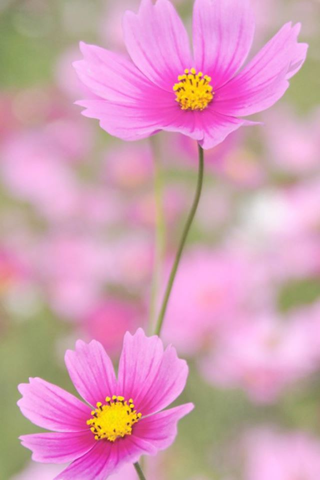 640x960 Pink Flower Macro - macro iPhone 4s Wallpaper