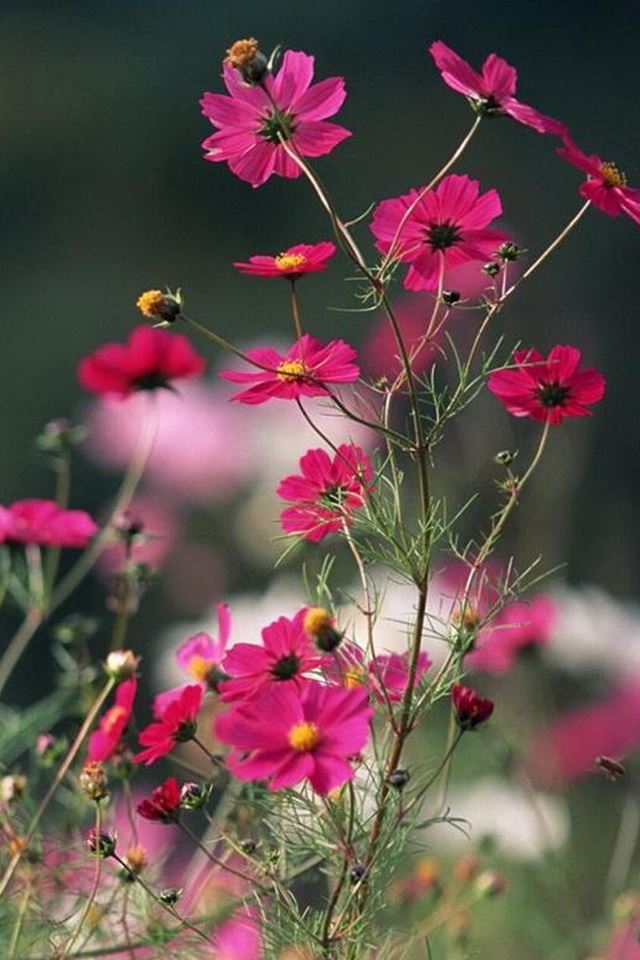 640x960 Nature Pink Flower Branch - happiness iPhone 4s Wallpaper