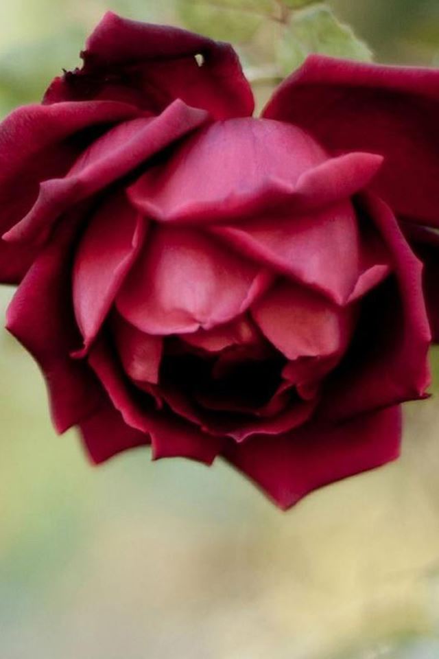 640x960 Romantic Love Rose Macro - macro iPhone 4s Wallpaper