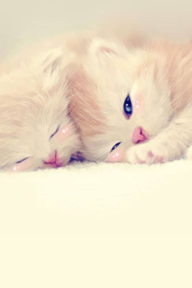 640x960 Sleeping Cute Kittens Lockscreen - kitten iPhone 4s Wallpaper