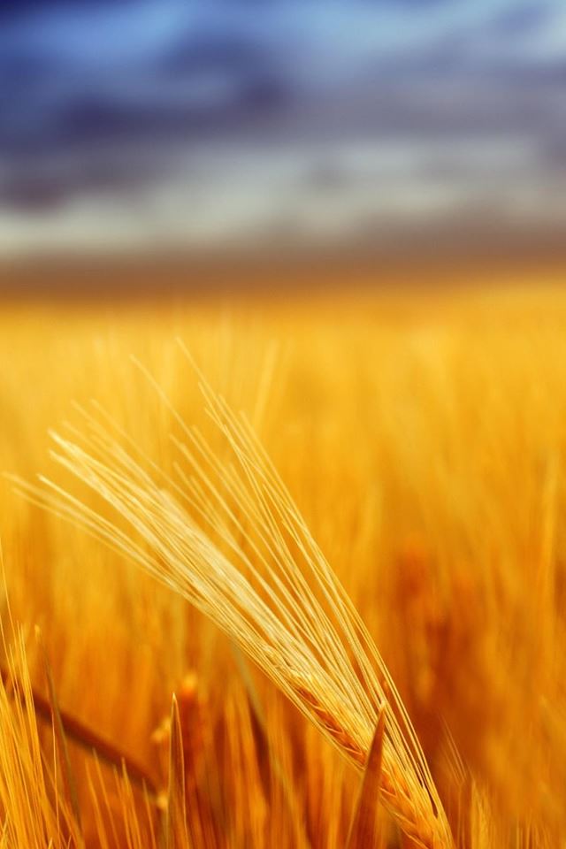 640x960 Grain Field Depth Of Field - orange iPhone 4s Wallpaper
