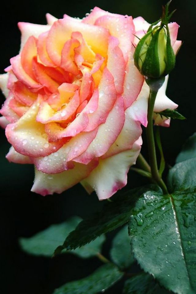 640x960 Bloom Flower Macro - macro iPhone 4s Wallpaper