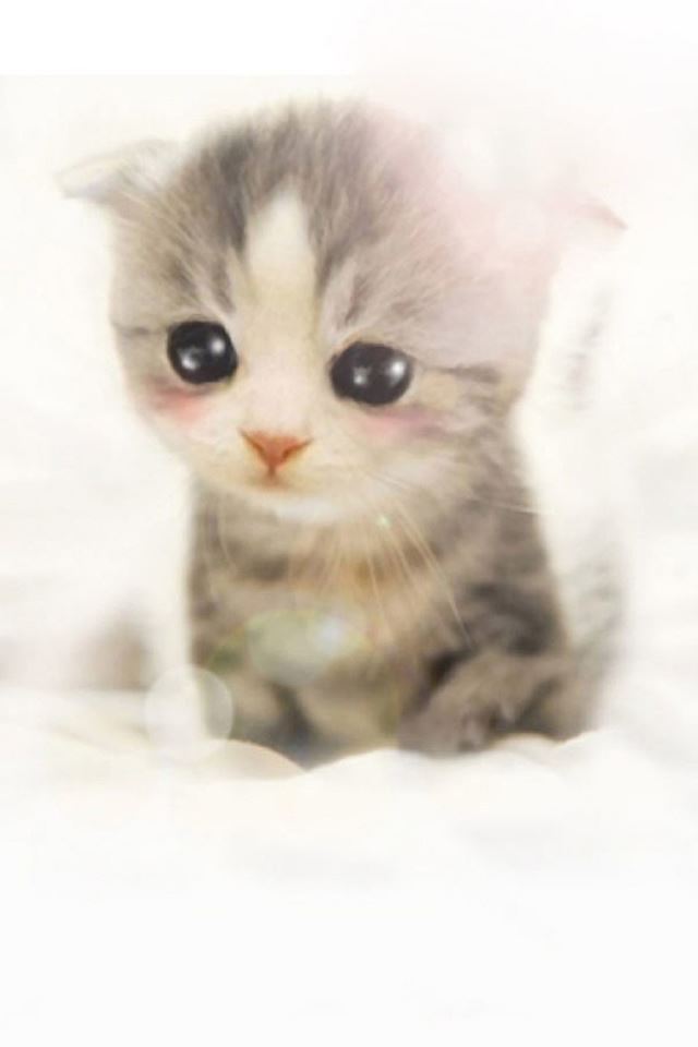 640x960 Cute Scottish Fold Kitten - kitten iPhone 4s Wallpaper