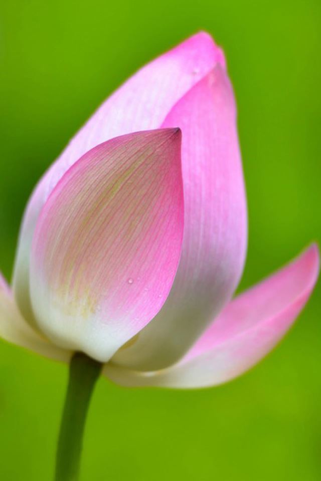 640x960 Pure Lotus Bud Macro - bud iPhone 4s Wallpaper