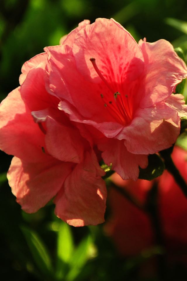 640x960 Sunshine Flower Macro - bright iPhone 4s Wallpaper