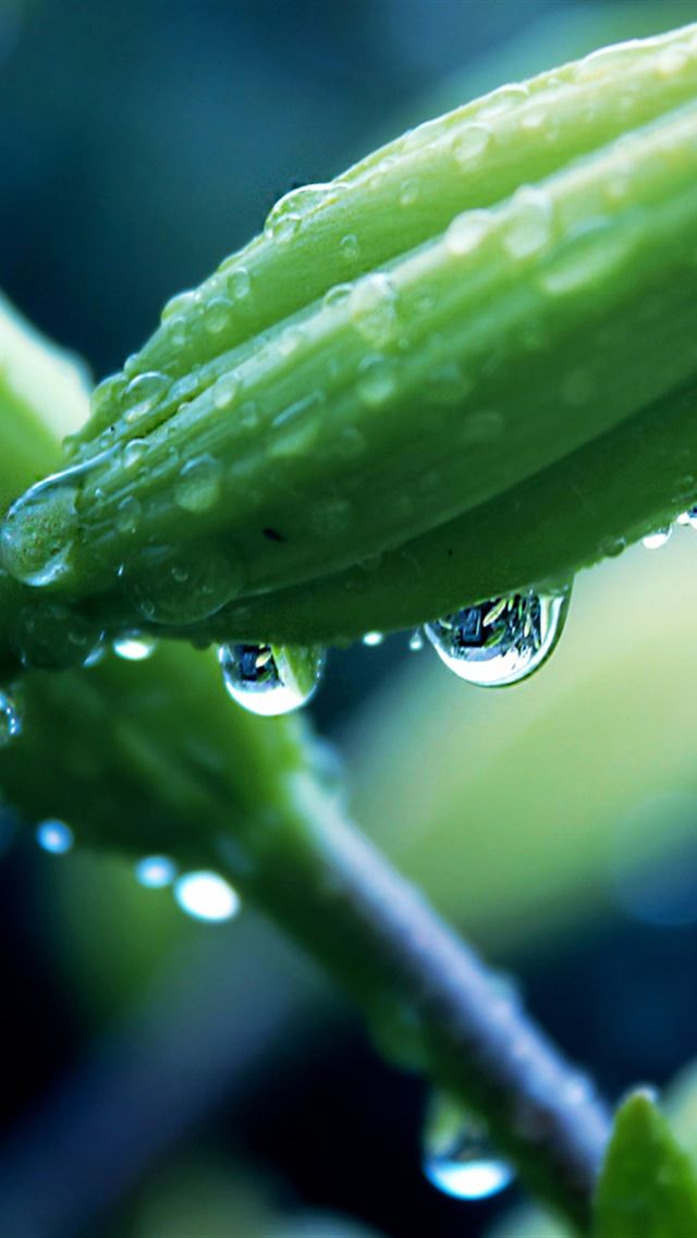 640x960 Flower Plant Macro Drops - drop iPhone 4s Wallpaper