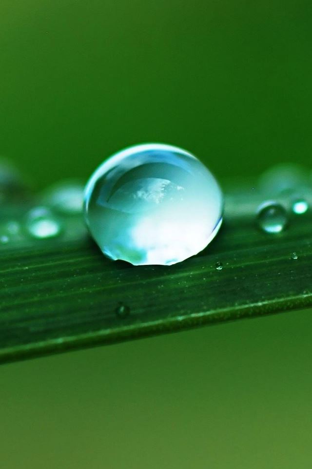 Water Drop Macro Leaf iPhone 4s Wallpapers Free Download