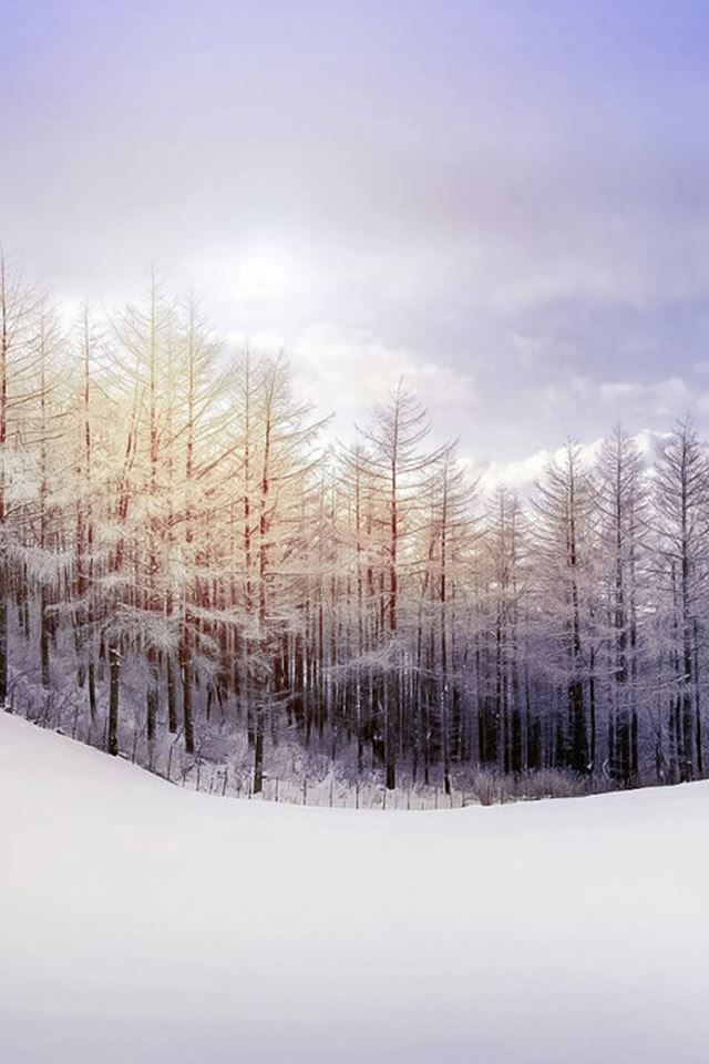 640x960 Nature Snowy Forest Landscape - snow iPhone 4s Wallpaper