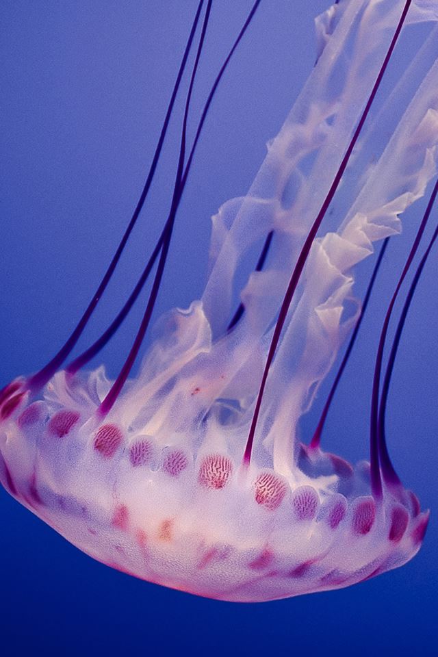 640x960 Beautiful Jellyfish Undersea - brown iPhone 4s Wallpaper