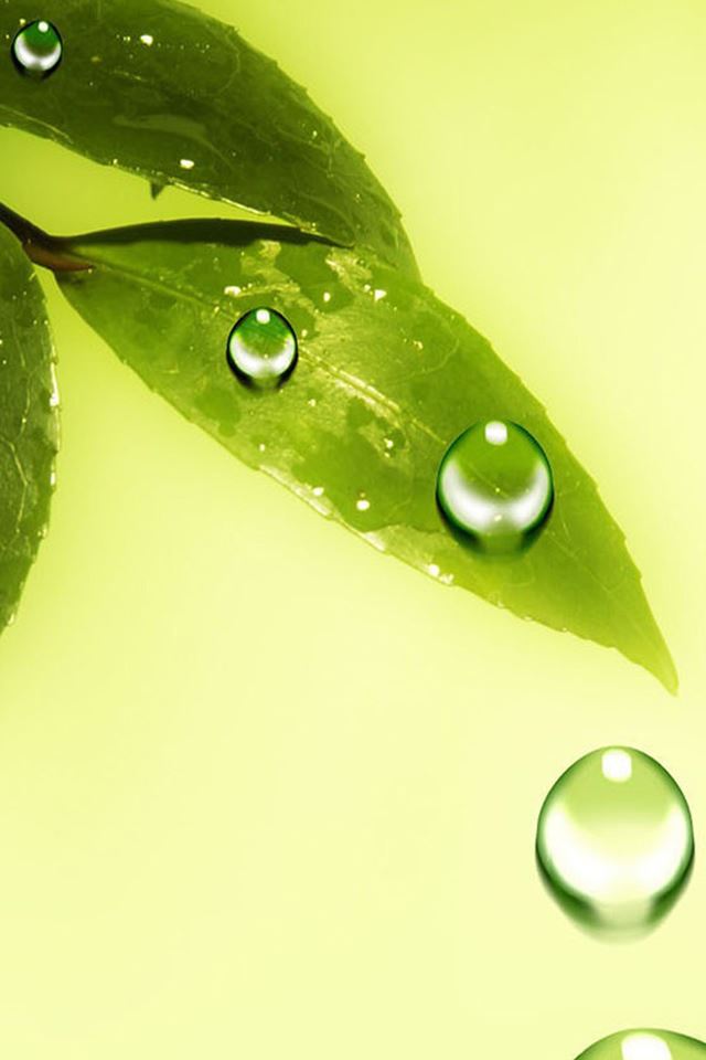 640x960 Green Leaf And Water Drops - leaf iPhone 4s Wallpaper