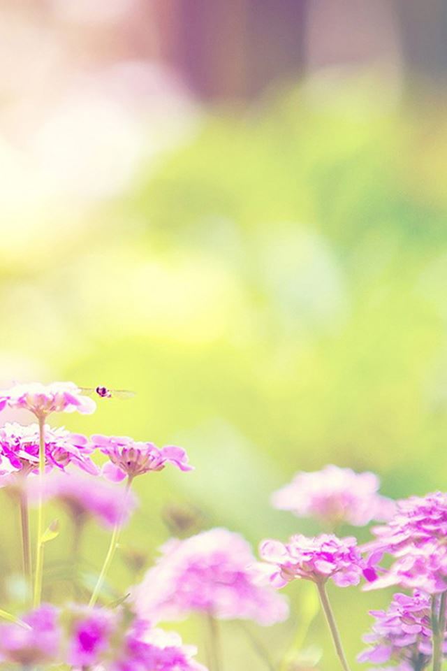 640x960 Dreamy Pink Flower Field Bokeh - plant iPhone 4s Wallpaper