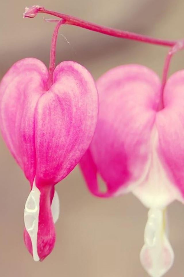 640x960 Pure Pink Petal Branch - bokeh iPhone 4s Wallpaper