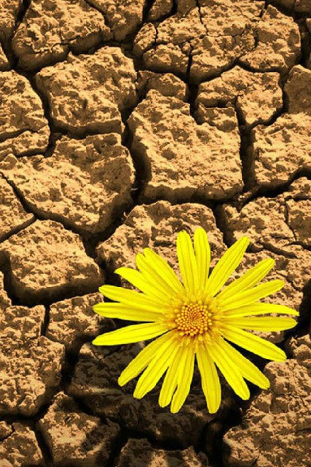 640x960 Pure Yellow Daisy In Cracking Drought - pure iPhone 4s Wallpaper