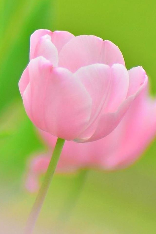 640x960 Pink Tulip Bud Macro -  iPhone 4s Wallpaper