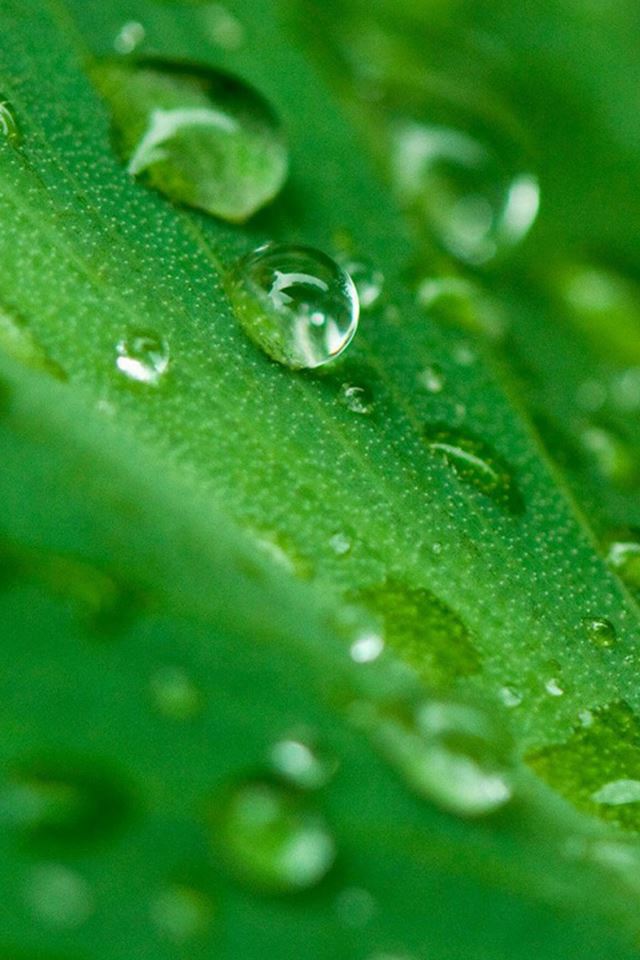 640x960 Dew Macro On Leaf - leaf iPhone 4s Wallpaper