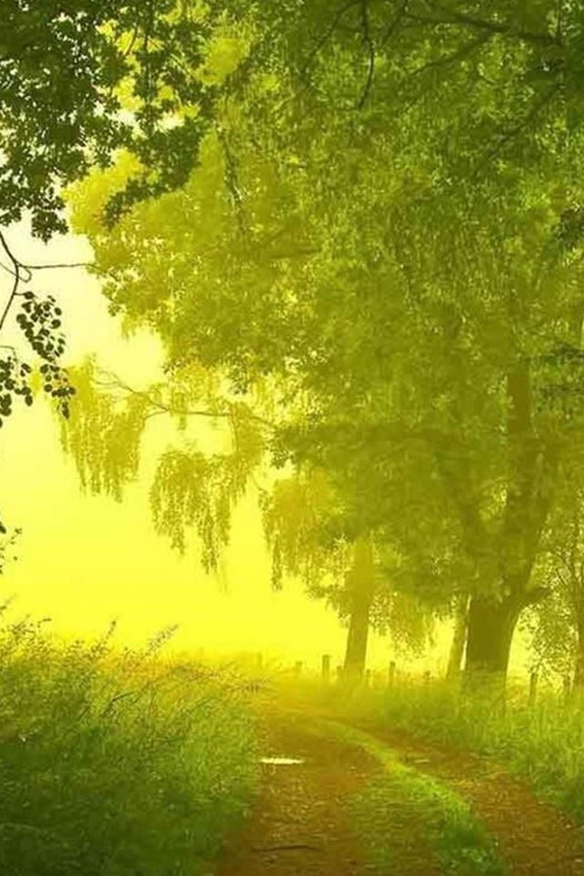 640x960 Nature Mist Forest Path - brown iPhone 4s Wallpaper