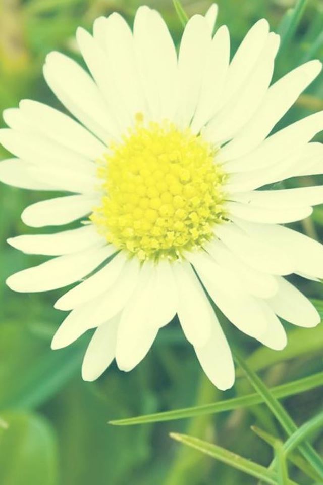 640x960 Macro White Daisy Flower - macro iPhone 4s Wallpaper