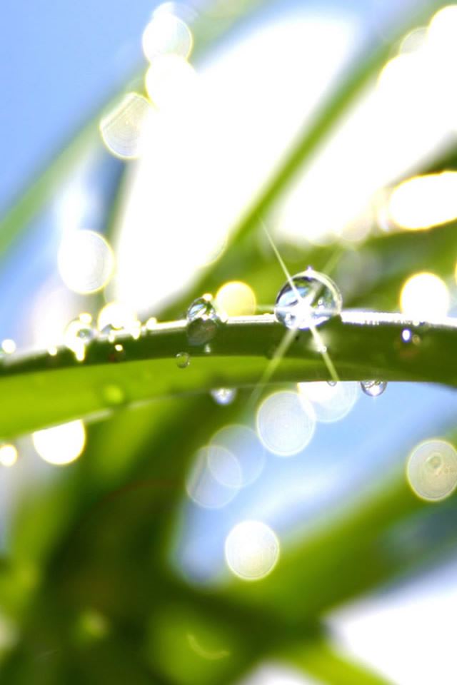 640x960 Sunshine Green Leaf Shiny Dew - sunshine iPhone 4s Wallpaper