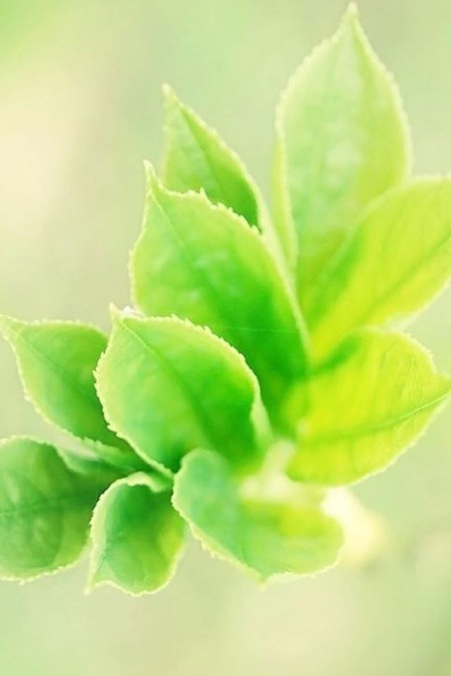 640x960 Fresh Leaves Bunch Macro - bokeh iPhone 4s Wallpaper