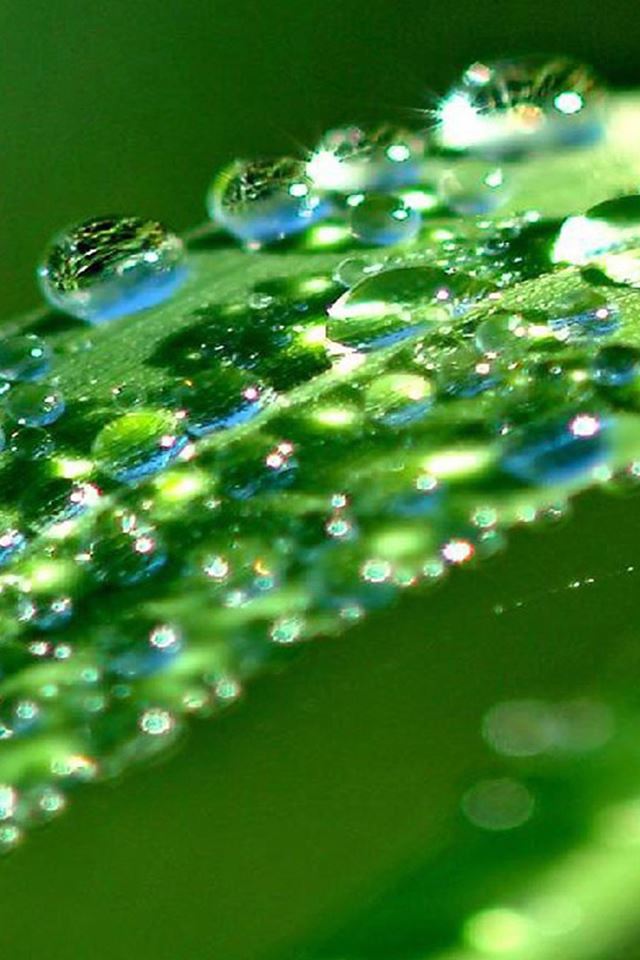 640x960 Crystal Shiny Dew On Leaf Under Sunlight - droplet iPhone 4s Wallpaper