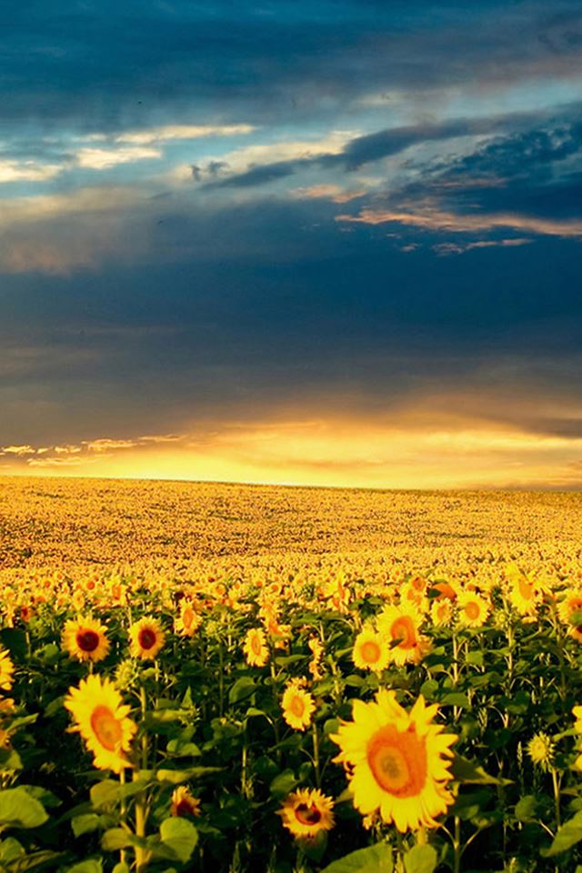 640x960 Nature Vast Blossom Sunflower Field - blossom iPhone 4s Wallpaper