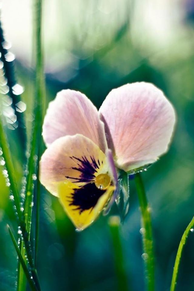 640x960 Nature Dew Leaf Butterfly Flower - droplet iPhone 4s Wallpaper