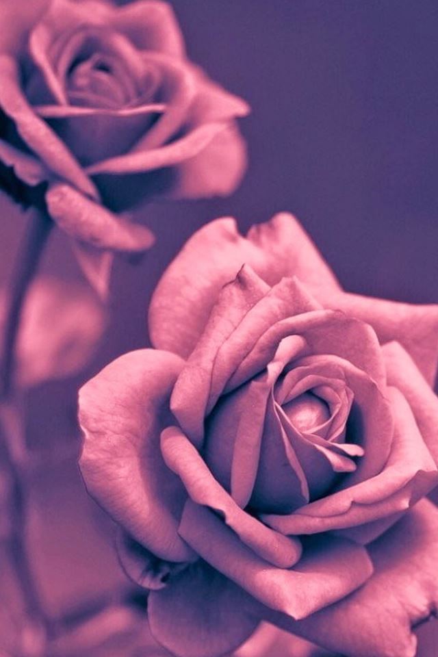 640x960 Beautiful Pink Rose Closeup - macro iPhone 4s Wallpaper