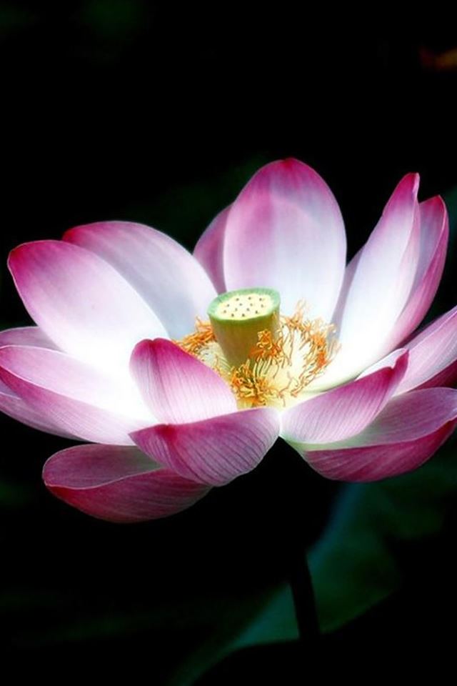 640x960 Bloom Lotus Macro - macro iPhone 4s Wallpaper